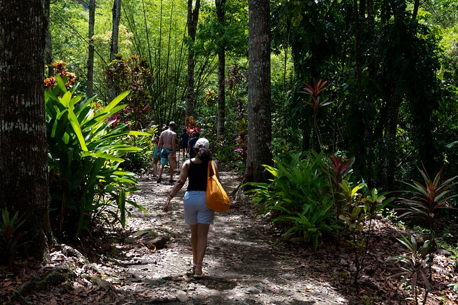 Rainforest Hike and Waterfall Safari - How much time do you really get?