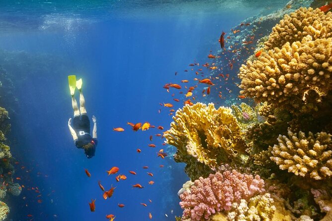 Ras Abu Gallum & Blue Hole Snorkel Safari by Jeep and camel - What the $58.89 price really covers