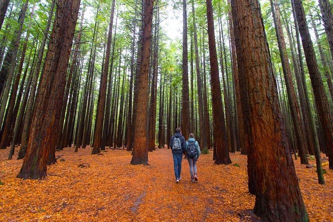 Redwood Forest , Blue Springs & Huka Falls Day Tour from Auckland - Key points at a glance