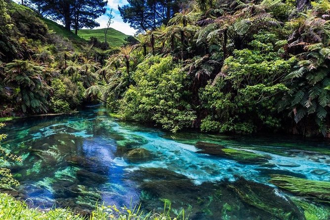 Redwood Forest , Blue Springs & Huka Falls Day Tour from Auckland - Blue Spring and the first long drive