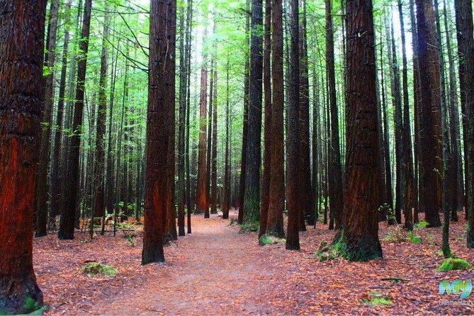 Redwood Forest , Blue Springs & Huka Falls Day Tour from Auckland - Huka Falls, where the Waikato narrows