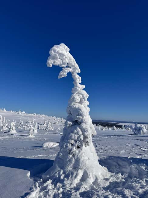 Riisitunturi & Frozen Waterfall Full Day Tour with Photos - Why Riisitunturi makes this a strong winter day