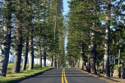 Road to Hana: Full-Day Scenic Drive with Blacksand & Waterfalls