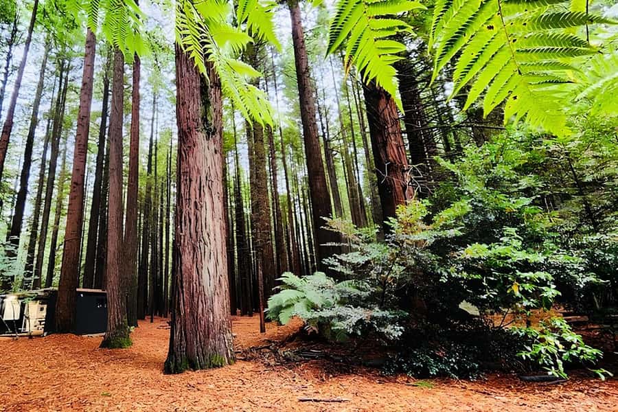 Rotorua & Taupo DayTour Waiotapu & Huka Falls from Auckland - Rotorua brings geothermal culture and forest scenery