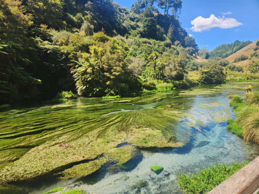 Rotorua & Taupo DayTour Waiotapu & Huka Falls from Auckland - Guides are the real difference between a good day and a tiring one