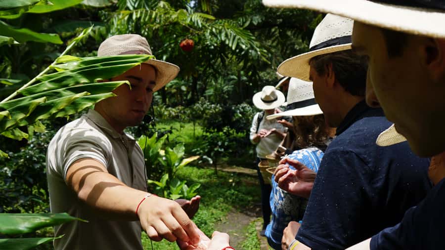 Santa Marta: Minca Coffee, Cocoa, & Waterfall Full-Day Trip - The first walk through Minca