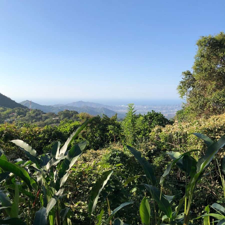 Santa Marta: Trekking in Minca Complete Waterfall Circuit - Timing, pace, and what the day feels like