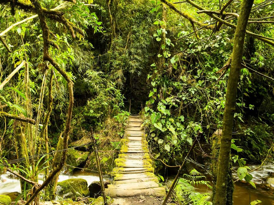 Santa Rita Waterfall and Salento Private Tour - A waterfall walk with a little grit