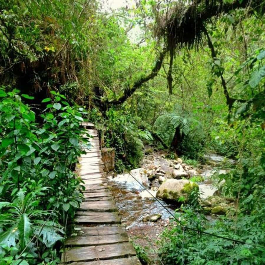 Santa Rita Waterfall and Salento Private Tour - Who should book this outing?