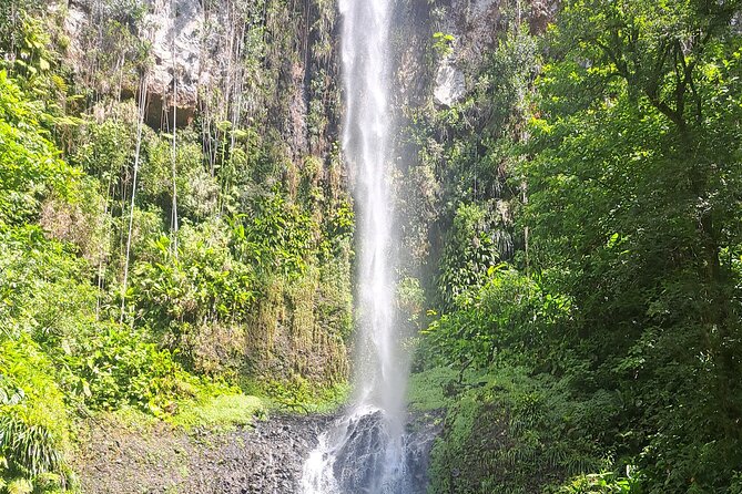 Scenic Tour of City and Rainforest, Waterfall, Sulphur Springs . - Roseau Botanic Gardens and the story of the island
