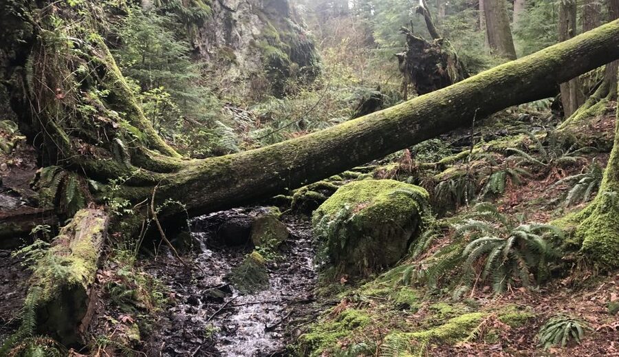 Seattle: Snoqualmie Falls and Twin Falls Guided Tour - Meeting at Hagen Coffee Roasters