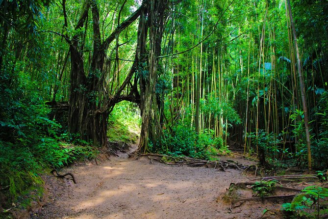 Self guided Hike Trail to Nature Walk & Waterfall - Puʻu ʻUalakaʻi State Park and the Tantalus view