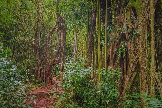Self guided Hike Trail to Nature Walk & Waterfall - Who should book this Manoa Falls tour?