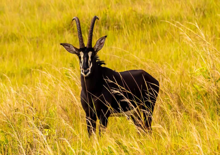 Shimba Hills Day Safari & Sheldrick Falls Hike Private Tour - A second reserve drive before lunch