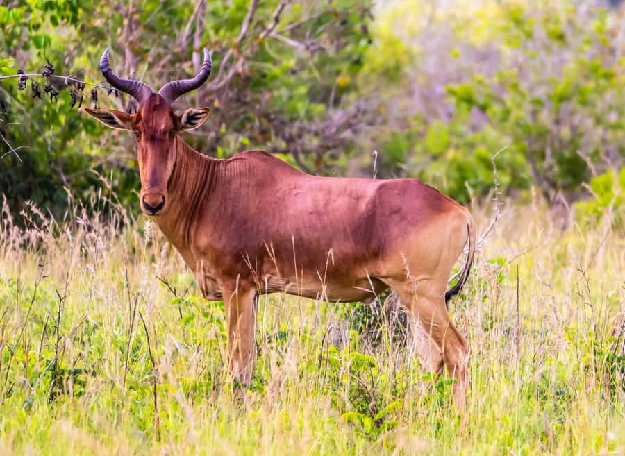 Shimba Hills Day Safari & Sheldrick Falls Hike Private Tour - Swimming and the long ride home