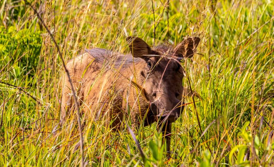 Shimba Hills Day Safari & Sheldrick Falls Hike Private Tour - How the $270 price measures up