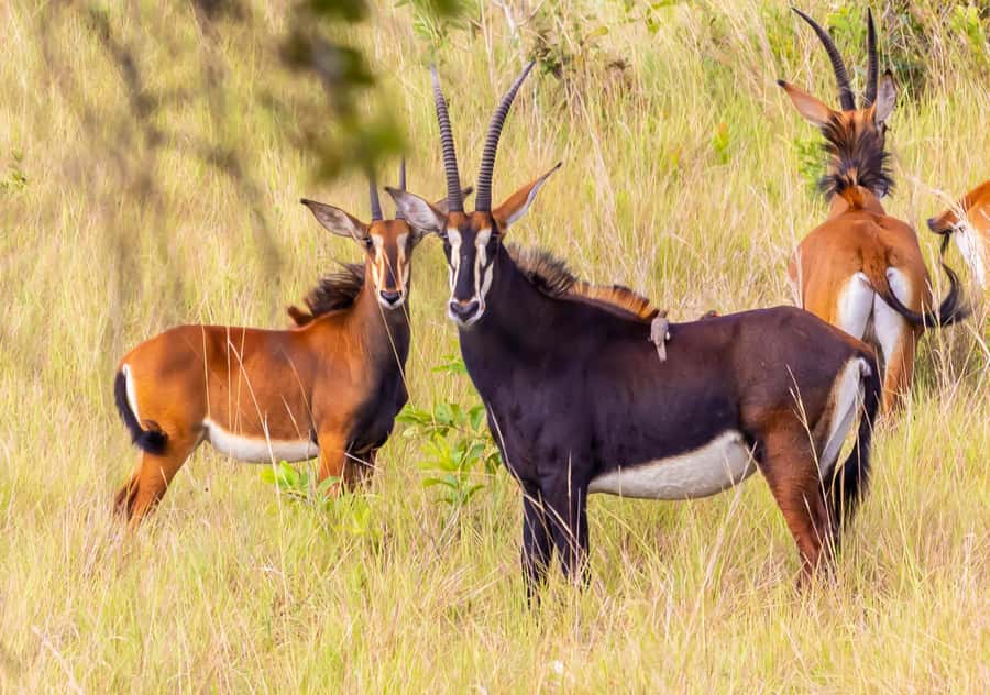Shimba Hills Day Safari & Sheldrick Falls Hike Private Tour - Entering Shimba Hills National Reserve