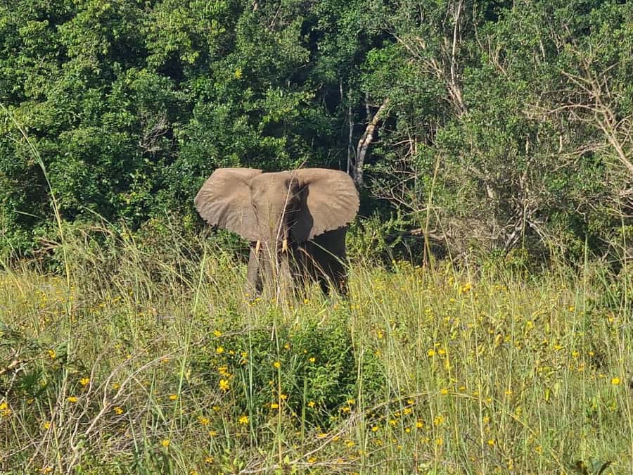 Shimba Hills: Game Drive, Waterfall Hike, and Lunch - The four-hour game drive through Shimba Hills