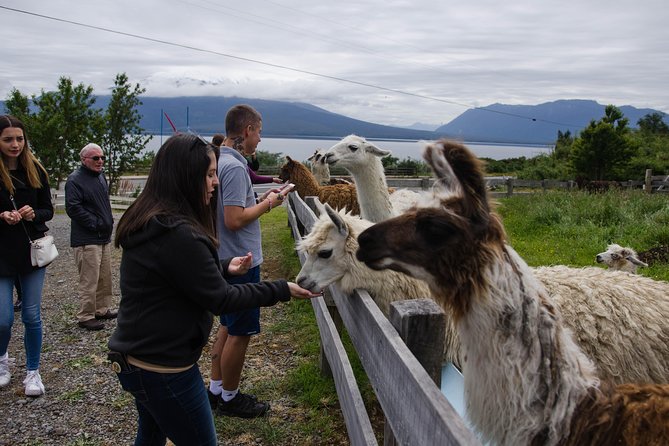 Shore Excursion: Petrohue Waterfalls, Frutillar & Puerto Varas - Guides, drivers, and ship timing