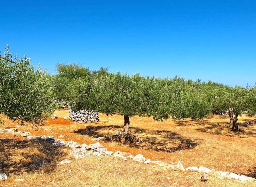 Šibenik or Zadar: Krka falls, olive mill, oil & wine tasting - Guides, group size, and the pace