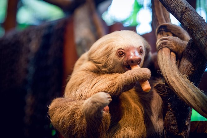 Skip the Line:Day Ticket-La Paz Waterfall Gardens Nature Park & Wildlife Refuge - Birds, butterflies, and Costa Rica’s smaller stars