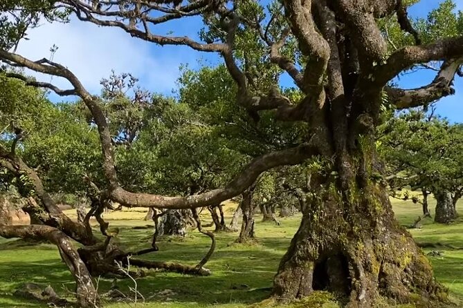 Small Group West Tour Waterfalls & Fanal Forest Tour - Cabo Girão gives you a choice at 580 meters