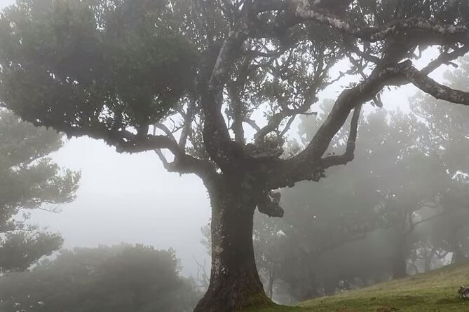 Small Group West Tour Waterfalls & Fanal Forest Tour - Ribeira Brava and Ponta do Sol show a gentler side of the island