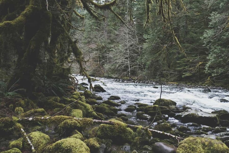 Snoqualmie, Twin Falls & Ancient Forest (Transport Included) - A guide who adjusts to the group