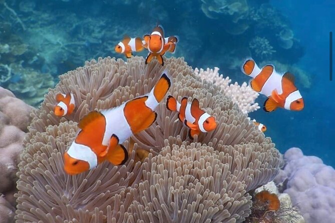 Snorkeling At Blue lagoon And Hidden waterfall - Value at $54 per person
