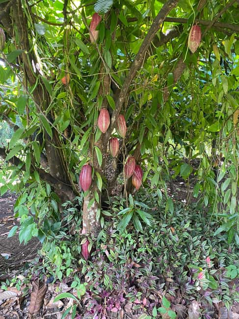 St. George's: Half-day spice and waterfall tour - Why Grenada’s spices make a good first stop