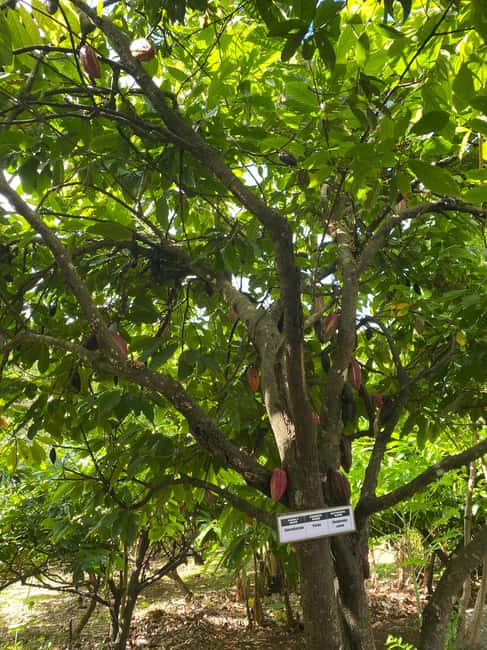 St. George's: Half-day spice and waterfall tour - The guides can shape the whole morning