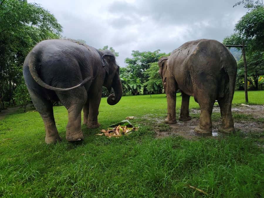 Sticky waterfalls- Elephants- Bamboo or White water rafting. - White-water rafting through Mae Taeng country