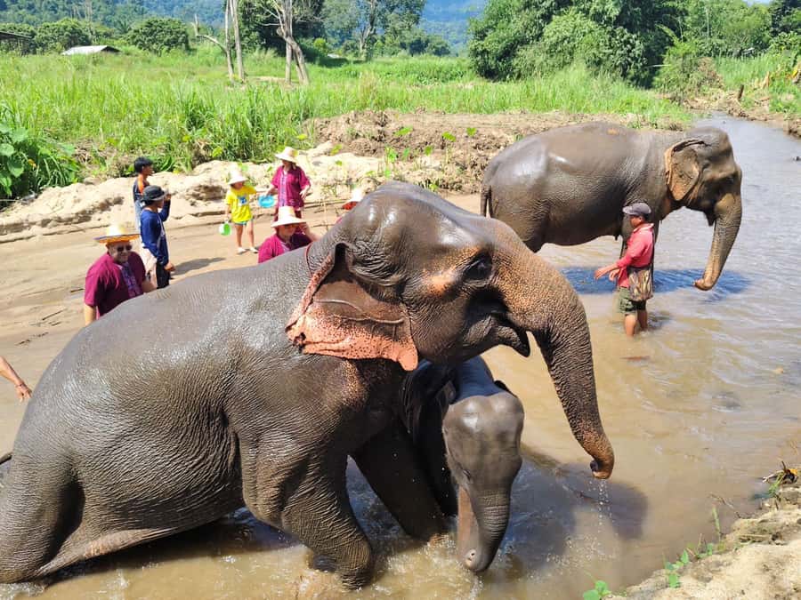 Sticky waterfalls- Elephants- Bamboo or White water rafting. - Who should book this day trip?