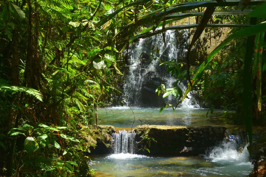 Suva: Fijian Nature and Waterfall Tour - A rainforest escape just outside Suva
