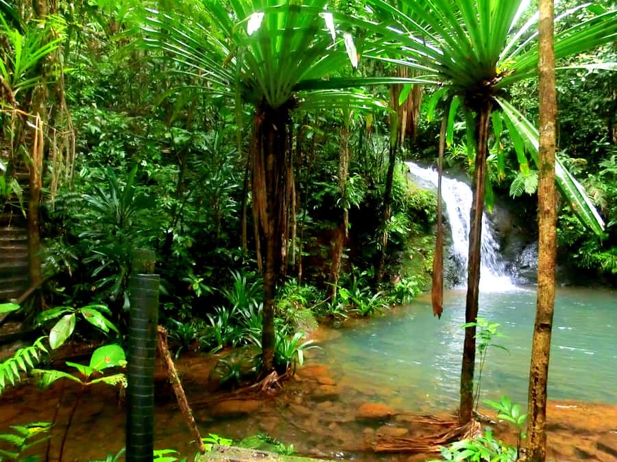 Suva: Fijian Nature and Waterfall Tour - The walk to the lower pools
