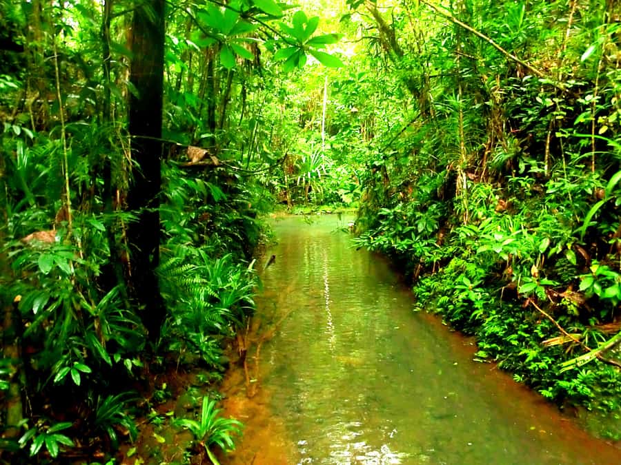 Suva: Fijian Nature and Waterfall Tour - Rain, landslides, and backup plans