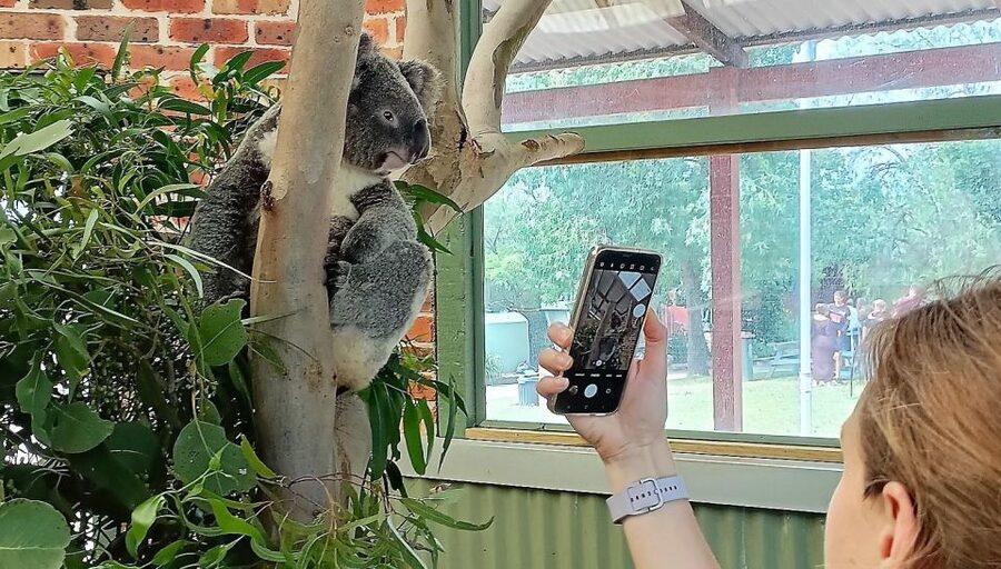 Sydney: Blue Mountains Late Start, Walks Waterfalls & Koalas - Practical details before you reserve