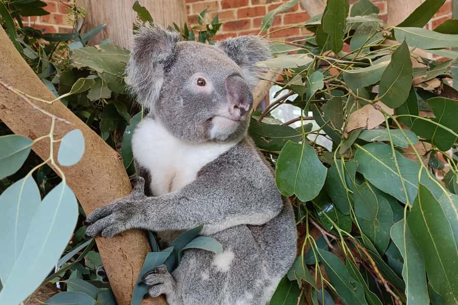 Sydney: Blue Mountains Late Start, Walks Waterfalls & Koalas - Bushwalks, waterfalls, and the feel of the mountains