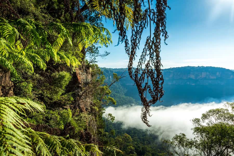 Sydney: Blue Mountains Late Start, Walks Waterfalls & Koalas - Guides who shape the experience