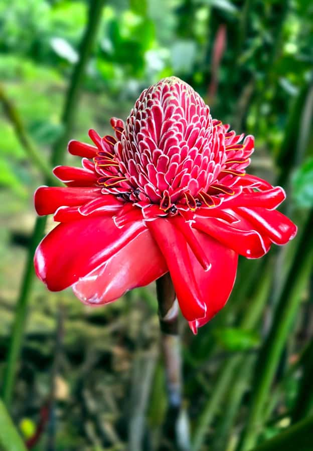 Tahiti Half Day Small Group Circle Tour - Waterfalls & Caves - Quick reasons to consider this Tahiti tour