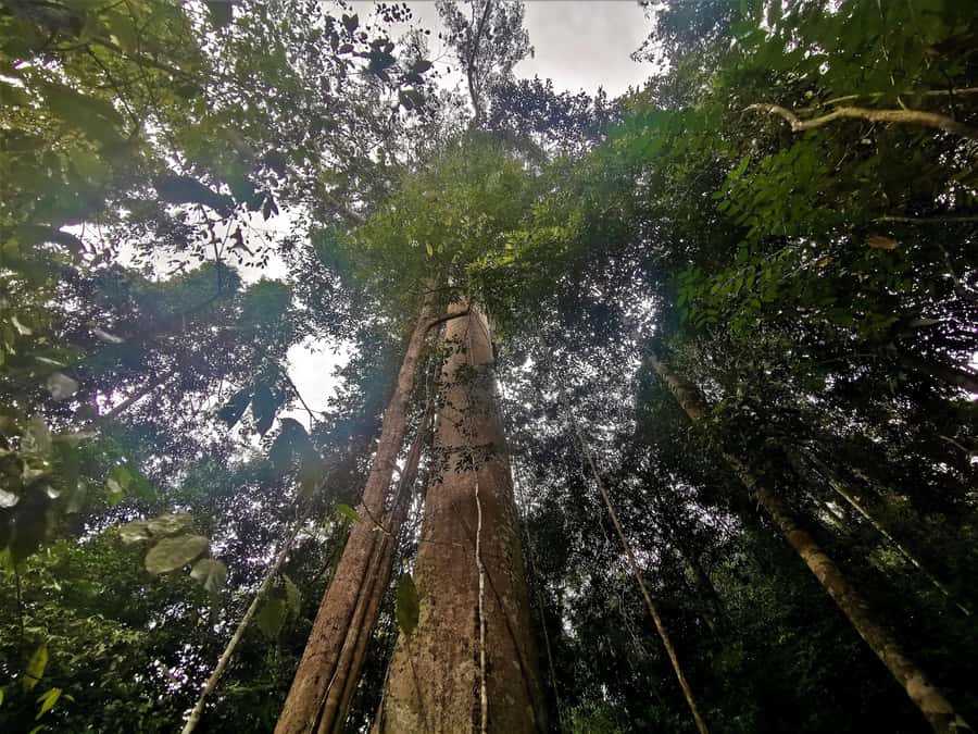 Taman Negara Rainforest Tour with Lata Berkoh Falls - The canopy walkway is not part of the current experience