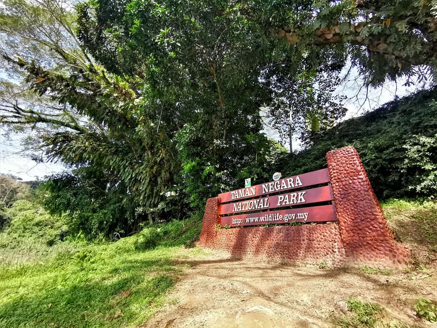 Taman Negara Rainforest Tour with Lata Berkoh Falls - Walking beneath Taman Negara’s oldest forest