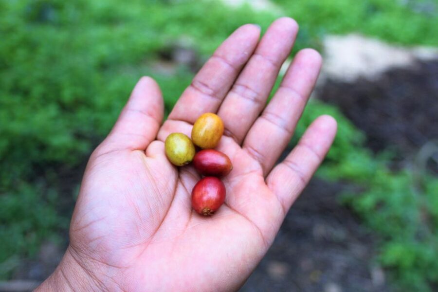 Tequendama Falls and Coffee Hacienda Day Trip from Bogotá - Key points at a glance
