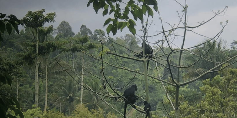 Tetebatu: Rice Fields, Waterfall, & Monkey Forest Day Tour - Key points at a glance