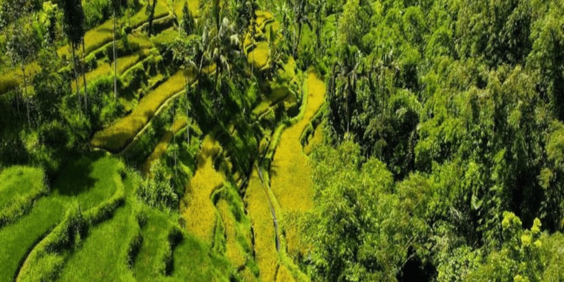 Tetebatu: Rice Fields, Waterfall, & Monkey Forest Day Tour - Why Tetebatu is worth a day away from the coast