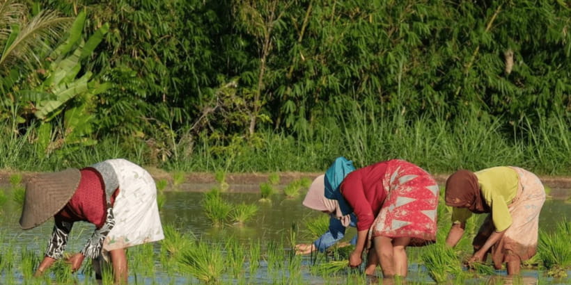 Tetebatu: Rice Fields, Waterfall, & Monkey Forest Day Tour - Two waterfalls and a chance to swim