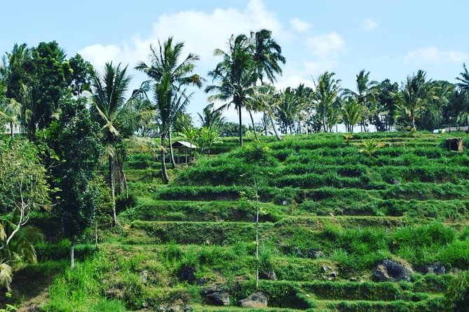 Tetebatu Walking Tour - Rice Terraces, Waterfall & Monkey Forest - Why Tetebatu works best on foot
