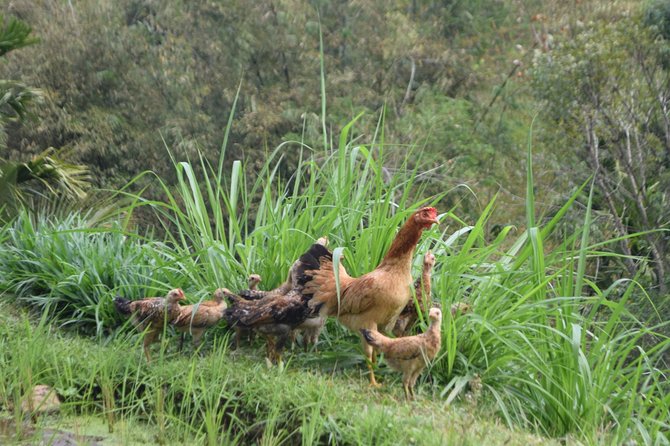 Tetebatu Walking Tour - Rice Terraces, Waterfall & Monkey Forest - Burung Walet Waterfall and the canyon swim