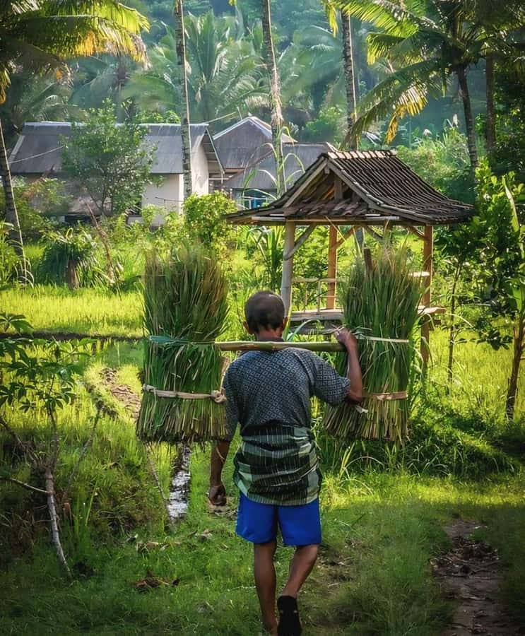 Tetebatu : Waterfall, Rice Fields & Monkey Forest Full day - Why Tetebatu feels different from a beach day