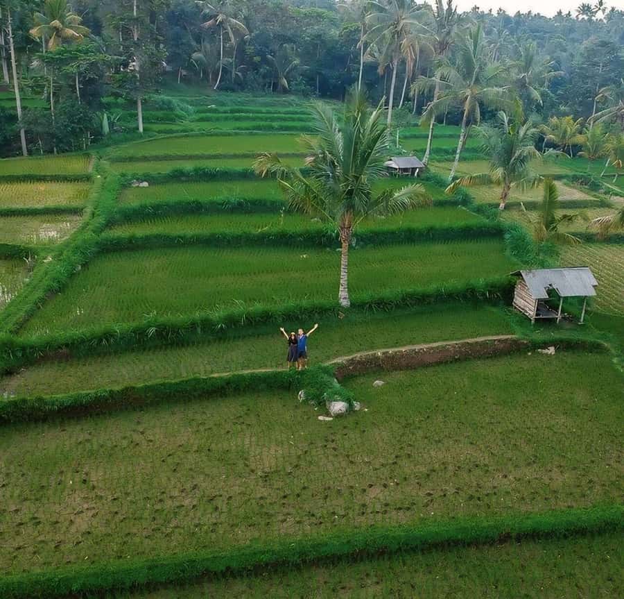 Tetebatu : Waterfall, Rice Fields & Monkey Forest Full day - Coffee, coconuts, spices, and village craft